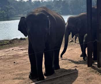 Wild Life Jeep Safari Tour at Bannerghatta with Pvt Transfer