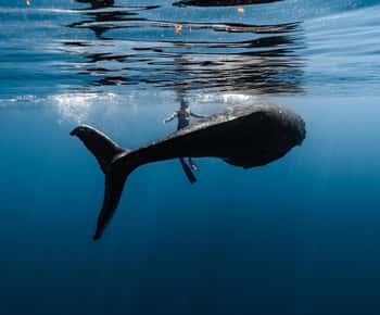 Moorea: Whale Watching Half-Day Shared Tour