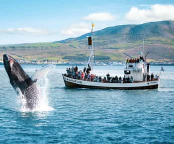 Húsavík: Whale Watching Tour mit Guide