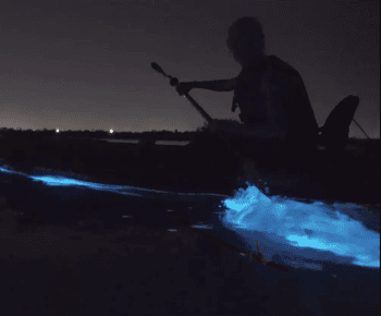 Cocoa Beach/Ilha Merritt: passeio de caiaque bioluminescente