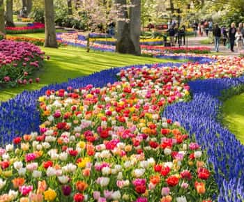 Warmond: Crociera sui mulini a vento e biglietto d'ingresso al Keukenhof