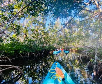 Key West: 2-timmars mangrovekajaktur