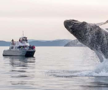 Anacortes: Whale and Orca Boat Tour near Seattle