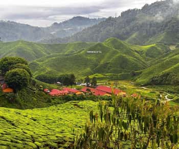 Von Penang: Erfrischende private Tagestour in die Cameron Highlands