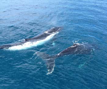 Perth: Hillarys Boat Harbour 2-Hour Whale Watching Cruise