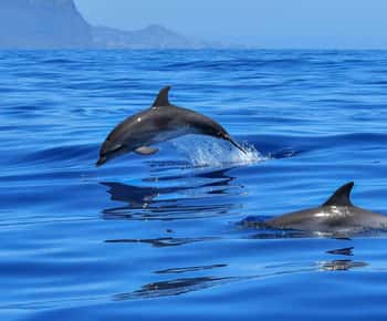 West: Swim wz dolphins, Crystal Rock, Lunch Benitiers island