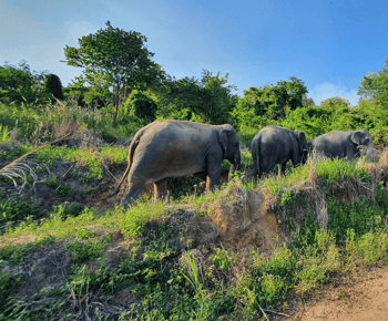 Fra Bangkok: Dagstur til Living Green Elephant Sanctuary