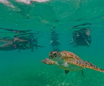 Akumal: zee van schildpadden met foto's