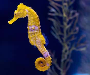 Teneriffa: Gran Canaria Ganztagestour mit Guide und Aquarium