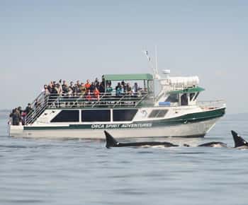From Victoria: Whale Watching Trip on Covered Boat