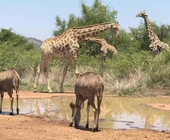 Mikumi national park