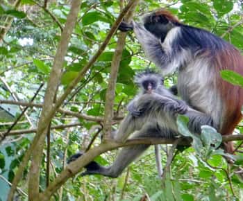 ZANZIBAR: Jozani forest, Blue Lagoon, Starfish & The Rock