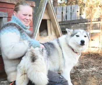 Ivalo - Saariselkä: Husky Walk in the Wilderness