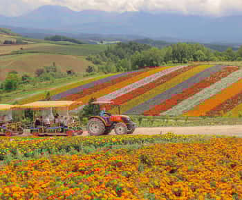 Hokkaido Lavender farm & Furano Flower Tour from Sapporo