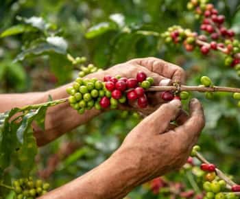 Von Guatape aus: San Rafael Kaffee Tour