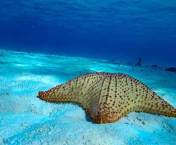 Z Cozumel: rejs łodzią po 3 rafach z napojami i snorkelingiem