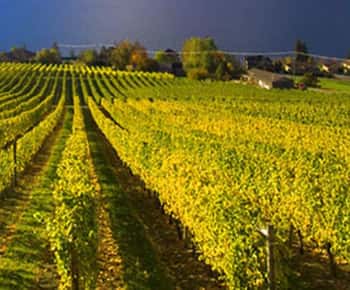 Lake Country: Full-Day Wine Tour with Tastings