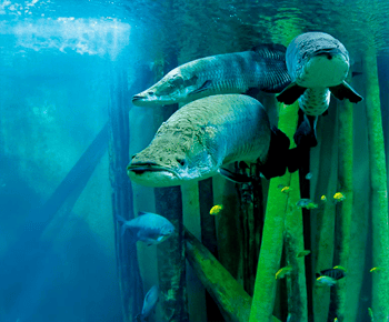 Zaragoza : Ticket für das Aquarium