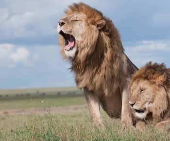 Nairobi: National Park & Optional Elephants & Giraffe Center