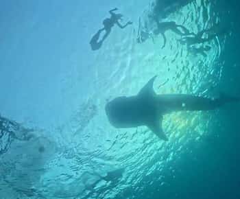 Lombok : Sharing Whale Shark Tour 2 Day 1 Night Sumbawa