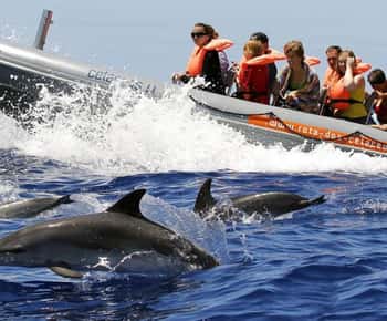 From Funchal: Whale and Dolphin Watching