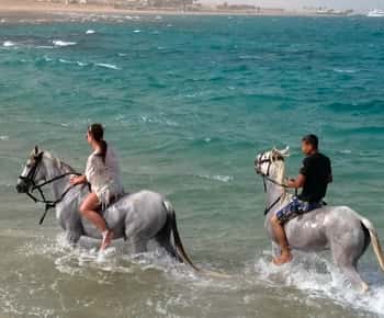 El Gouna: Desert & Sea Horse Riding With Swimming Optional