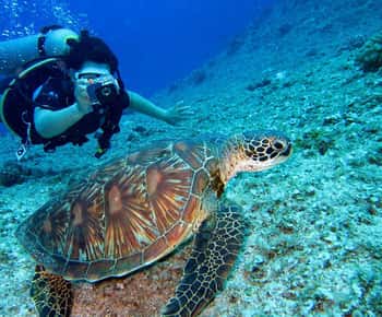 Pattaya: Snorkeling ou mergulho para iniciantes com almoço