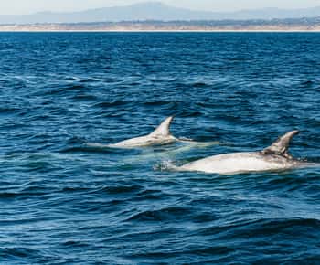 Monterey Bay: Whale Watching Tour