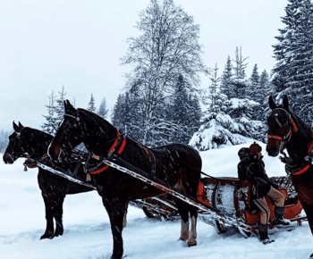 Zakopane: Chochołowska Valley Sleigh Ride with Bonfire