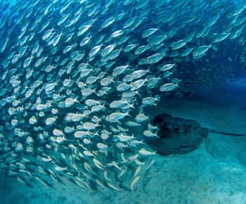Tenerife: Experiencias de buceo para todos los niveles