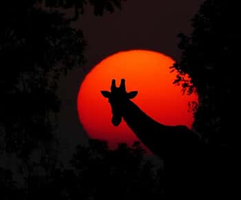 Dar es Salaam : Excursion d'une journée dans le parc national de Mikumi avec déjeuner
