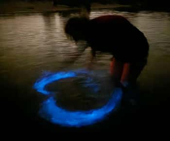 Orlando: Magic After Dark Bioluminescence Kayak Tour