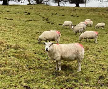 Edimburgo: viagem de 1 dia a St. Andrews e Fife com cães pastores.