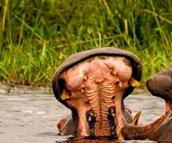 Schotia Safaris: Best Wildlife Encounters in Port Elizabeth