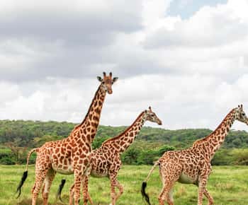 Safari privado de 3 días a Masái Mara desde Nairobi