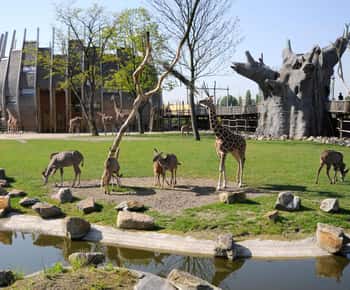 Rotterdam Zoo Blijdorp Bilet de intrare