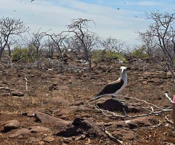 Ilha Seymour Norte: Excursão de dia inteiro em Galápagos
