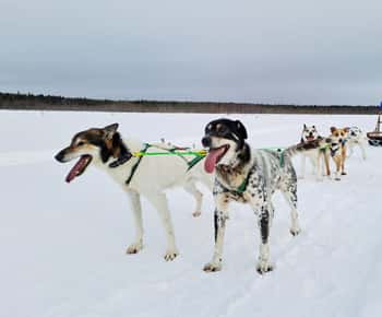 Kemi-Tornio: Husky-slædetur med varm drik