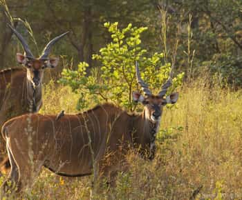 From Banjul: Fathala Wildlife 4x4 Safari Day trip