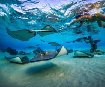 George Town: Stingray City and Cayman Reefs Snorkeling Tour