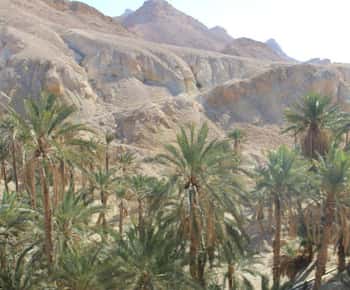 Excursion A day in Tozeur:Mountain oases/Star Wars Location