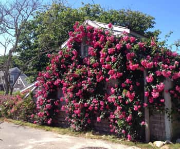 Nantucket: Historische Wahrzeichen Sightseeing Bus Tour