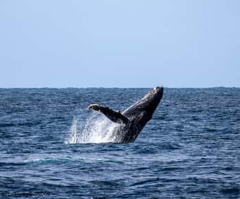 Dolphins & Whales, Private Tour Snorkeling