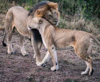 3Day Samburu National Reserve: Culture & Wildlife Immersion