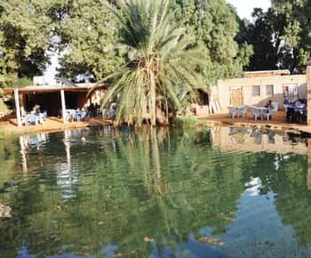 Djerba : visit an oasis and hot water spring in the desert