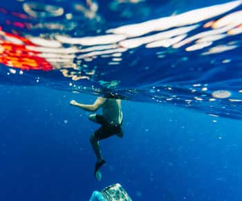 Oahu: North Shore Cageless Shark Snorkeling Tour