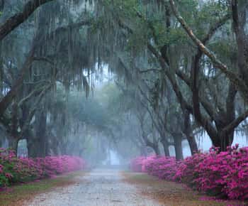Savannah: Excursão ao Cemitério Bonaventure