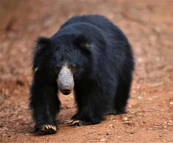 Da Ella: Safari di 2 giorni nel parco di Yala e trasferimento in spiaggia