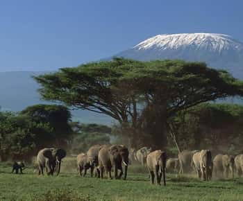 3 days Tsavo East and Amboseli safari from Diani/Mombasa