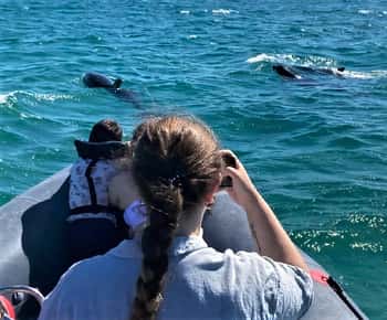 Setúbal: Båttur med delfinskådning